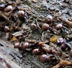 Attēlu rezultāti vaicājumam “Diderma roanense”