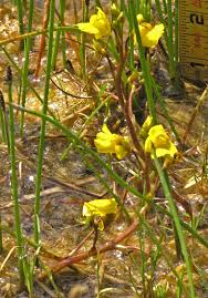 Attēlu rezultāti vaicājumam “Utricularia minor flower”