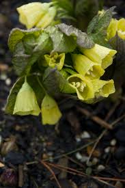 Attēlu rezultāti vaicājumam “Scopolia carniolica flower”