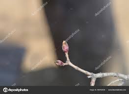 Attēlu rezultāti vaicājumam “Acer platanoides bud”