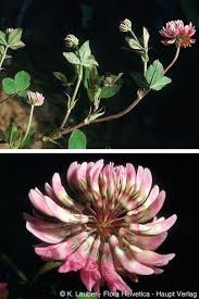 Attēlu rezultāti vaicājumam “Trifolium hybridum”