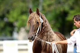 Image result for chestnut friesian
