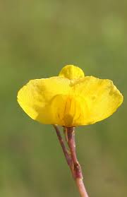 Attēlu rezultāti vaicājumam “Utricularia intermedia bud”