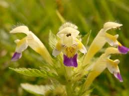 Attēlu rezultāti vaicājumam “Galeopsis speciosa leaf”