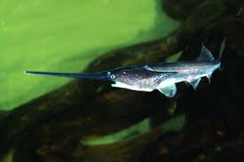 Image result for Polyodon spathula