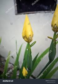 Attēlu rezultāti vaicājumam “Tulipa sylvestris bud”