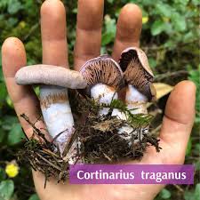 Attēlu rezultāti vaicājumam “Cortinarius traganus”
