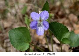 Attēlu rezultāti vaicājumam “Viola riviniana flower”