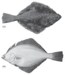 Image result for Liopsetta glacialis