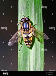 Attēlu rezultāti vaicājumam “Helophilus sp.”