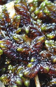 Attēlu rezultāti vaicājumam “Scorpidium revolvens”