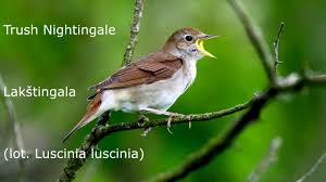 Image result for Luscinia luscinia