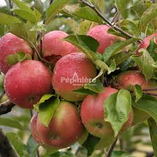 Attēlu rezultāti vaicājumam “Malus domestica”