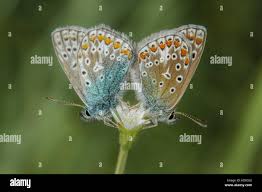 Attēlu rezultāti vaicājumam “Polyommatus icarus female”