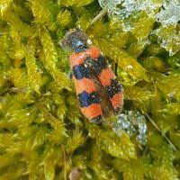 Attēlu rezultāti vaicājumam “Trichodes apiarius”