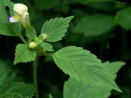 Attēlu rezultāti vaicājumam “Galeopsis speciosa”