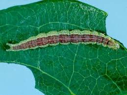 Attēlu rezultāti vaicājumam “Ypsolopha dentella”