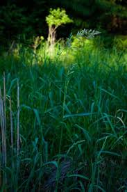 Attēlu rezultāti vaicājumam “Phalaroides arundinacea leaf”