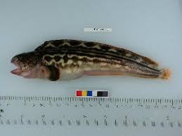 Image result for Anarhichas denticulatus