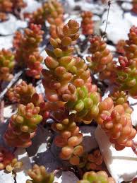 Attēlu rezultāti vaicājumam “Sedum album bud”