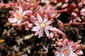 Attēlu rezultāti vaicājumam “Sedum pallidum flower”