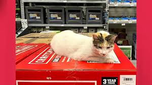 Image result for cat found