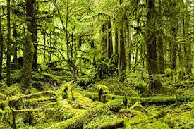 Image result for лес,