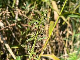 Attēlu rezultāti vaicājumam “Scrophularia umbrosa flower”