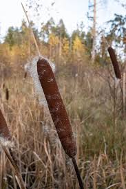Attēlu rezultāti vaicājumam “Typha angustifolia  fruit”