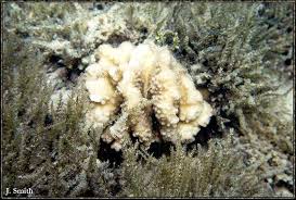 Attēlu rezultāti vaicājumam “Saelania glaucescens sporophyte”