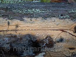 Attēlu rezultāti vaicājumam “Phlebia serialis”