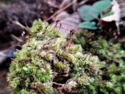 Attēlu rezultāti vaicājumam “Brachythecium salebrosum sporophyte”