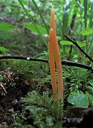 Attēlu rezultāti vaicājumam “Clavulinopsis cinerioides”