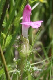 Attēlu rezultāti vaicājumam “Nardus stricta flower”