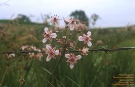 Attēlu rezultāti vaicājumam “Butomus umbellatus fruit”