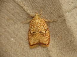 Attēlu rezultāti vaicājumam “Acleris forsskaleana”