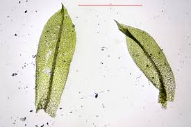 Attēlu rezultāti vaicājumam “Funaria hygrometrica”