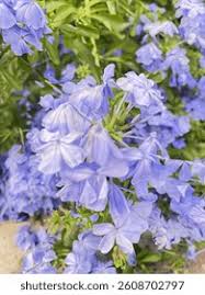 Attēlu rezultāti vaicājumam “Plumbaginaceae”