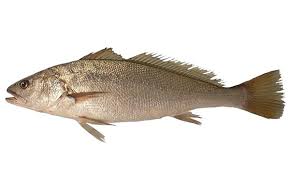 Image result for Argyrosomus regius