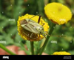 Attēlu rezultāti vaicājumam “Adelphocoris quadripunctatus”