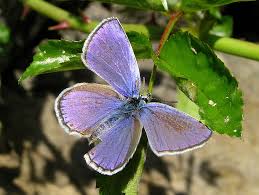Attēlu rezultāti vaicājumam “Plebejus argyrognomon”