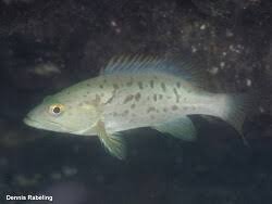 Image result for Mycteroperca olfax