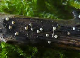 Attēlu rezultāti vaicājumam “Lasiosphaeria ovina spores”