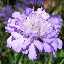 Image result for Scabiosa columbaria