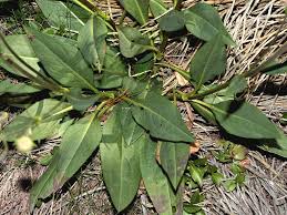 Image result for Succisa pratensis