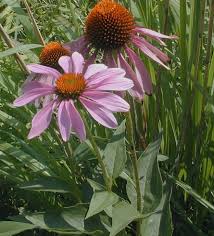 Attēlu rezultāti vaicājumam “Echinacea purpurea leaf”