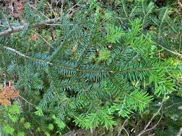 Attēlu rezultāti vaicājumam “Abies mariesii”