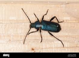 Attēlu rezultāti vaicājumam “Callidium violaceum”