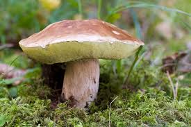Attēlu rezultāti vaicājumam “Boletus edulis”