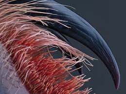 Attēlu rezultāti vaicājumam “Diderma tigrinum macro”